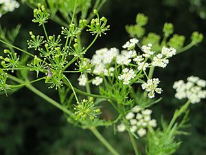 20140630Chaerophyllum bulbosum