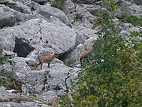 Abruzzo Chamois 2008 446