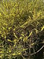 Acacia elongata habit