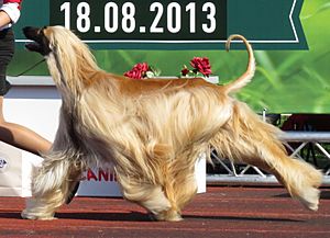 Afghan Hound 2