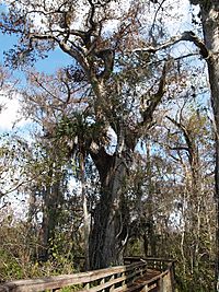 Ancient cypress