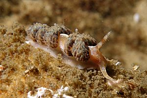 Austraeolis ornata Nudibranch