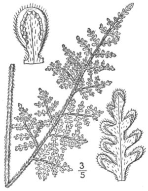 BB-0081 Cheilanthes tomentosa