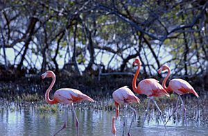 BONAIRE FLAMINGO SANCTUARY