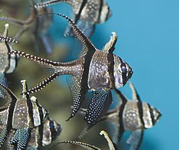 Banggai cardinal fish