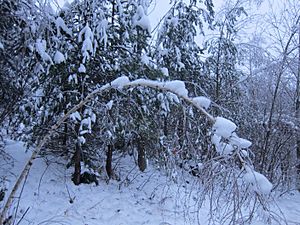 Bent tree glaze ice Celje