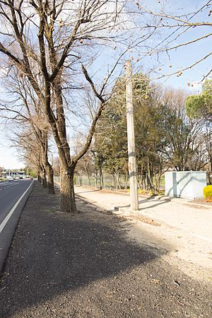 Bentinck Street Elm Trees 1