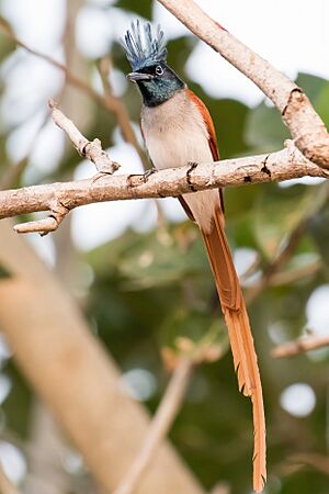 Birds of Vizag 07.jpg