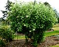 Buddleja cordata, Longstock