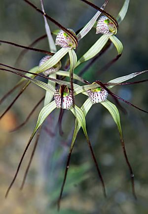 Caladenia vulgata.jpg