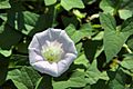 Calystegia sepium 02