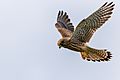 Common kestrel hovering