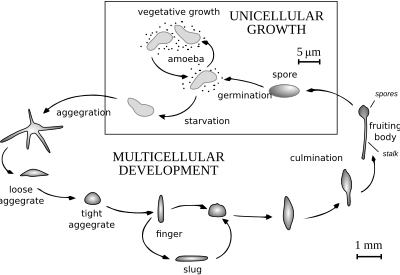 Dicty Life Cycle H01