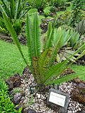 Dioon angustifolium furnas 2015.jpg