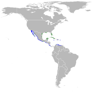 Egretta rufescens map.svg