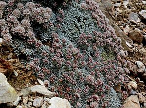 Eriogonum soredium.jpg