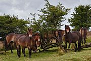 Exmoor Family