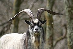 Feral goat