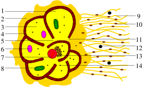 Foraminifera scheme