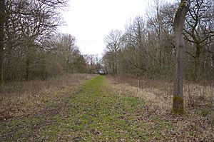 Ham Home Wood 6.JPG