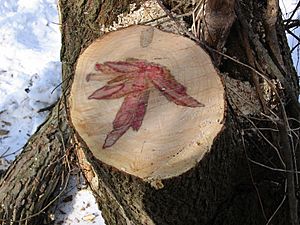 Heartwood of Acer negundo 001