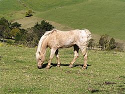 Horse near Kiama