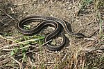 Iowaherps-thamnophis radix.jpg