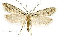 Izatha psychra dorsal.jpg