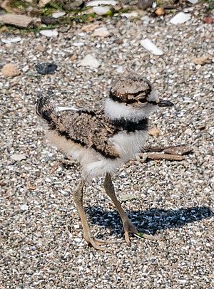 Killdeer Chick on Brooks Island (cropped)