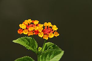 Lantana camara (55)