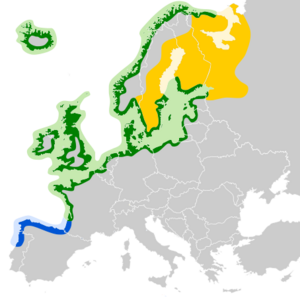 Larus argentatus map.svg