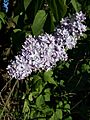 Lilacs 2