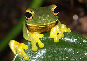 Litoria xanthomera.jpg