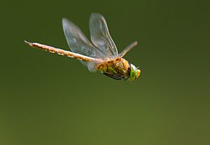 Male Aeshna isoceles in flight