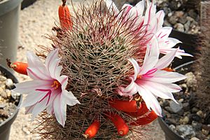 Mammillaria fraileana pm01.jpg