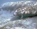 Manatee