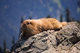 Marmota olympus (1)