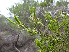 Melaleuca delta (foliage)