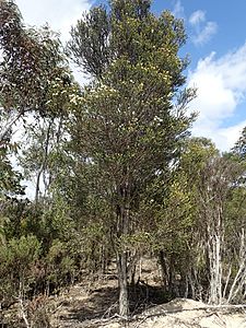 Melaleuca linguiformis habit