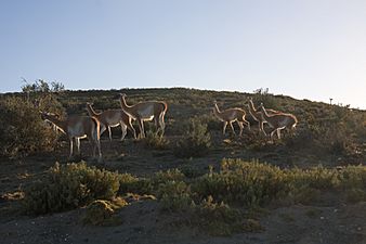 Monteleonguanacos