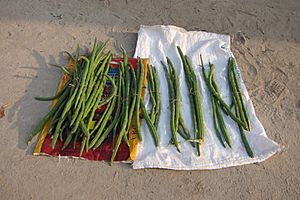 Moringa oleifera drumstick pods