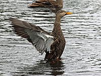 Mottled Duck male RWD2