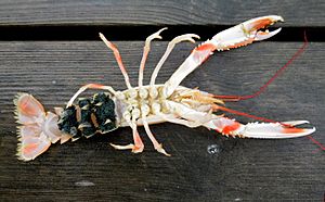 Nephrops norvegicus with roe