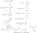 Nicotine biosynthesis june 2012