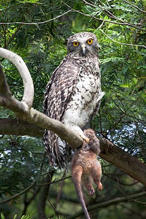 Ninox strenua -Lane Cove National Park, Sydney, Australia-8.jpg