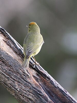 Orange crowned warbler (oreothylpis celata) crown visible