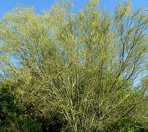 Parkinsonia microphylla form.jpg