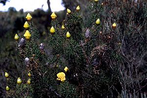 Petrophile drummondii habit