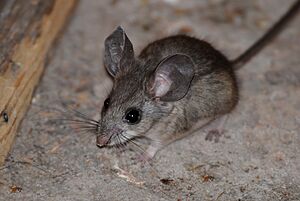 Pinyon mouse.jpg