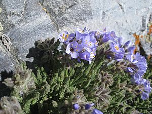 Polemonium viscosum 1.jpg